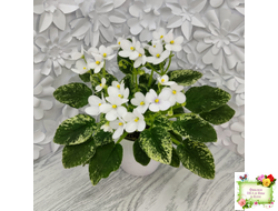 Alan’s Fallen Angel (A.Murphy) трейлер