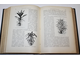 Гесдерфер М. Комнатное садоводство. СПб.: Изд. А.Ф.Девриена, 1904.