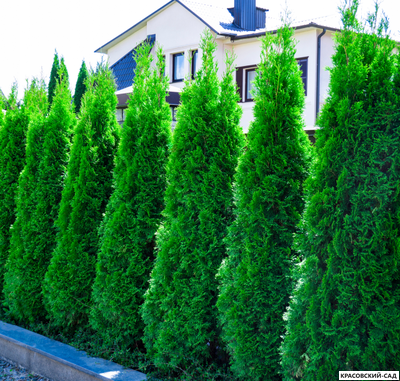 Туя Смарагд - Smaragd