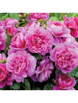 Принцесса Анна (Princess Anne)