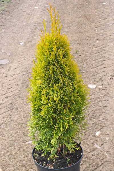 Туя западная Golden Smaragd