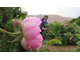 Роза дамасская (Rosa damascena), Иран, урожай 2024г,  1 г - 100% натуральное эфирное масло