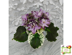 Nik-Магический Туман (Н. булко) 2024 г.