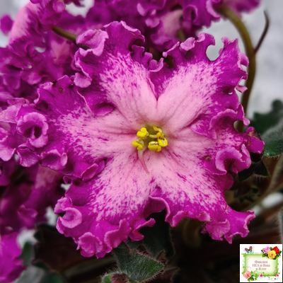 Nik-Любовный Напиток (Н. Булко) 2023 г.