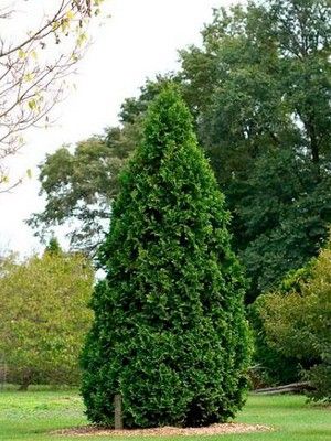 Туя "Дугласи"