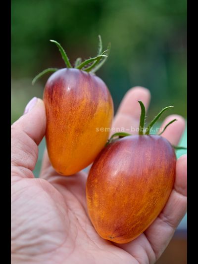 Томат Рыжая Комета Софии, 10 шт