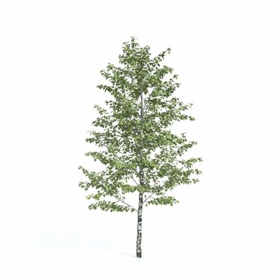 лиственные Береза 010