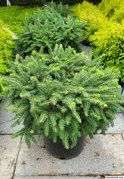 Ель обыкновенная Элеганс - фото в ландшафте - красовский-сад.рф