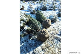 Можжевельник Блю Эрроу 3 метра - Фото зимой в коме - Красовский-Сад.рф