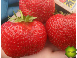 КЛУБНИКА "ЛИЯ САХАРНАЯ" (ср-ранняя, земляничный аромат, неприхотлива)