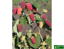 Малина рем.* "Похвалинка"