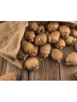 Купить семенной картофель иркутск
