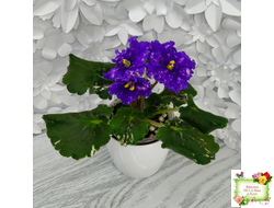 Nik-Звезды над Фиджи (Н. Булко) 2024 г.