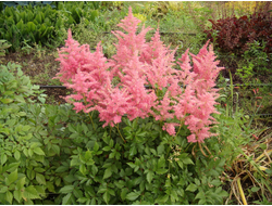 Астильба японская Peach Blossom, C2