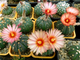 Astrophytum AS SUPER TOKUSHIRO X ASRF (1042) - 10 семян