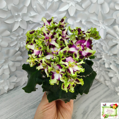 Лесной Царь (Кузина, Артемова) 2009 г. химера (стартер сорт)