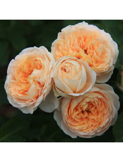 Дени Хан (Dany Hahn)