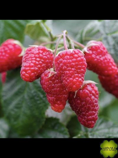 МАЛИНА "Патриция" (СРЕДНЕСПЕЛАЯ, душистая и очень крупная) саженец 1 год