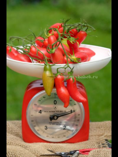 Томат Butalina di Castellamonte  (Бутылочный из Кастелламонте), 10 шт