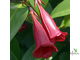 Portlandia coccinea (портландия красная)