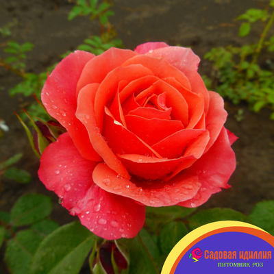 Аптаун Гёрл (Uptown Girl)