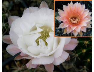 Echinopsis (Эхинопсис) - Echinopsis hybrid ‘Bum 80-6’ ex Wessner x ...