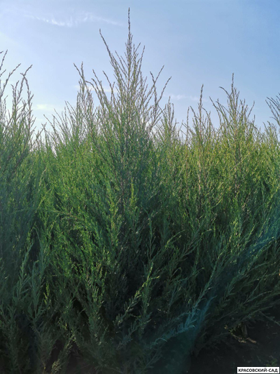 Можжевельник СкайРокет 5 метров