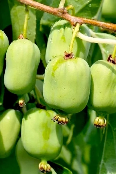 Актинидия коломикта  Ленинградская крупноплодная (жен.)