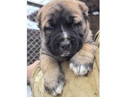 Кобель 4. ПАЙКС ПИК. ПРОДАЖА