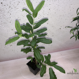 Ficus superba var. henneana / фикус суперба хениана