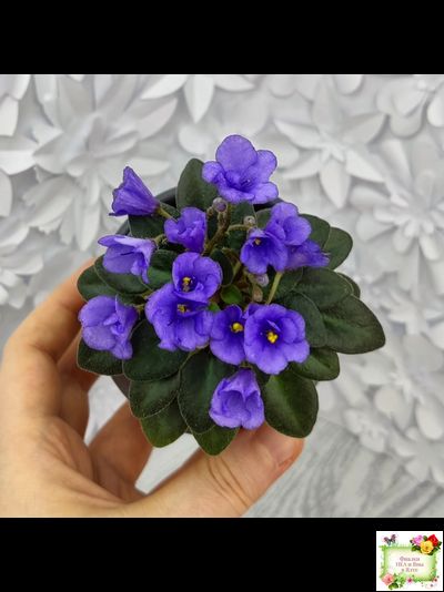 Rob's Twinkle Blue (R.Robinson)