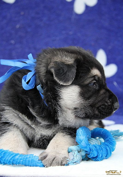 Щенки Барвиттера Тродос Х Вивьен Райд