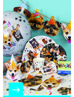 Котики - Собачки