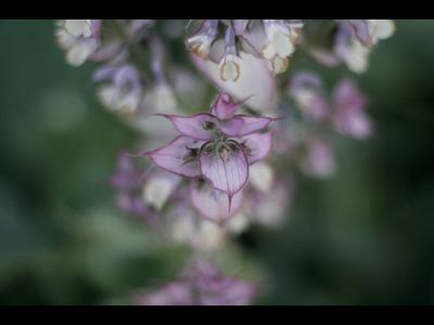 Гидролат Шалфея Мускатного