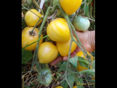 Томат гном Лимонный лед (Dwarf Lemon Ice, дварф Лемон айс) США