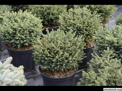 Ель Карел - Karel