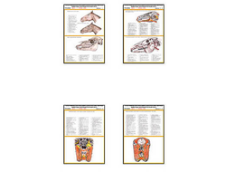 Плакаты ПРОФТЕХ "Топограф. Анатомия. Лошадь. Голова и шея" (33 пл, винил, 70х100)