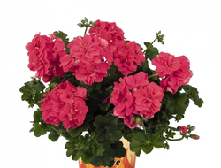 Пеларгония плющелистная Great Balls of Fire Melon, p9