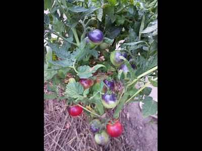 Томат Гондвана роза (Dwarf Gondwana Rose)