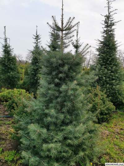 Пихта одноцветная - фото в ландшафте - красовский-сад.рф