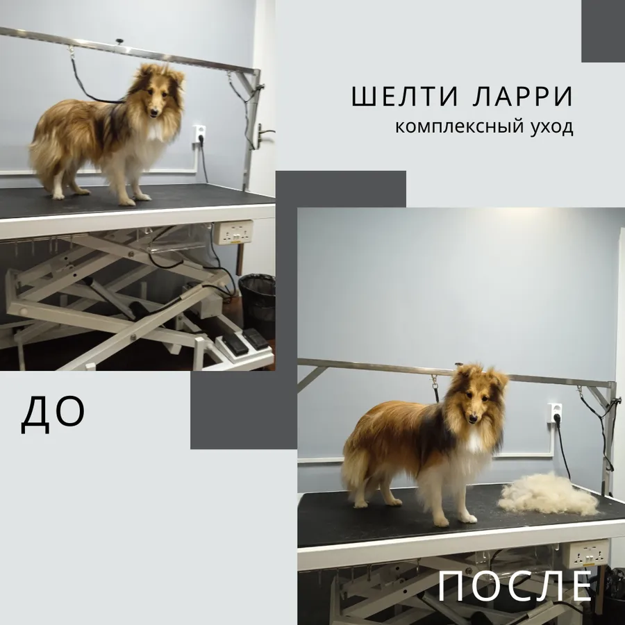 шелти ЛАРРИ