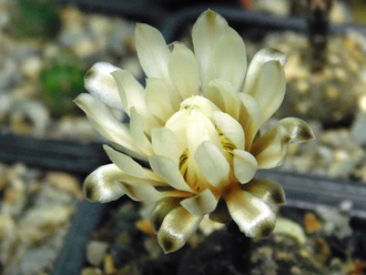 Gymnocalycium ragonesii (D=12-15 мм)