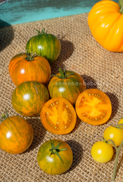 Томат Dwarf Jeremy's Stripes (Гном Джереми Полосатый), 10 шт