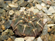 Gymnocalycium riojense VG-671 (D=25-30 mm)