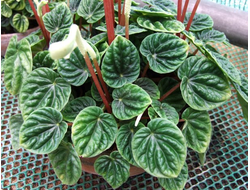 Peperomia caperata