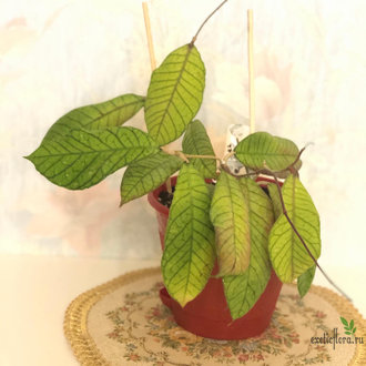 Hoya sp . Sabah (EPC-961)