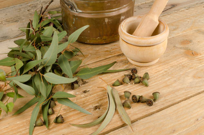 Эвкалипт, компонент чая Волгаладь №4