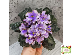 Leo-Древній Львів (Иваницкий)