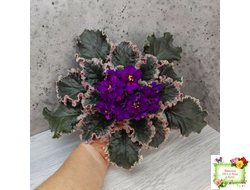 ВаТ-Тип-Топ (Т. Валькова) 2015 г.