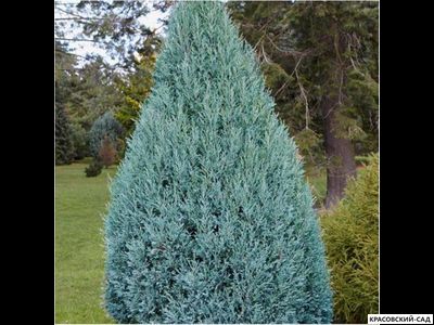 Можжевельник Моффат Блю - Moffat Blue